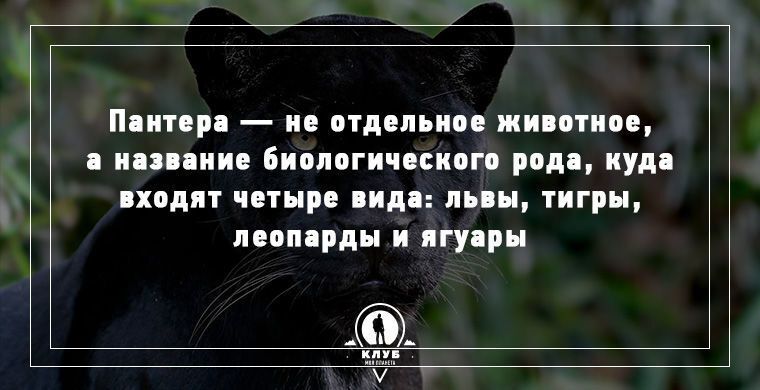 Удивительные факты о животных, которые вас поразят