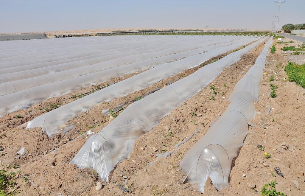 Как в Израиле выращивают овощи на песке и минах