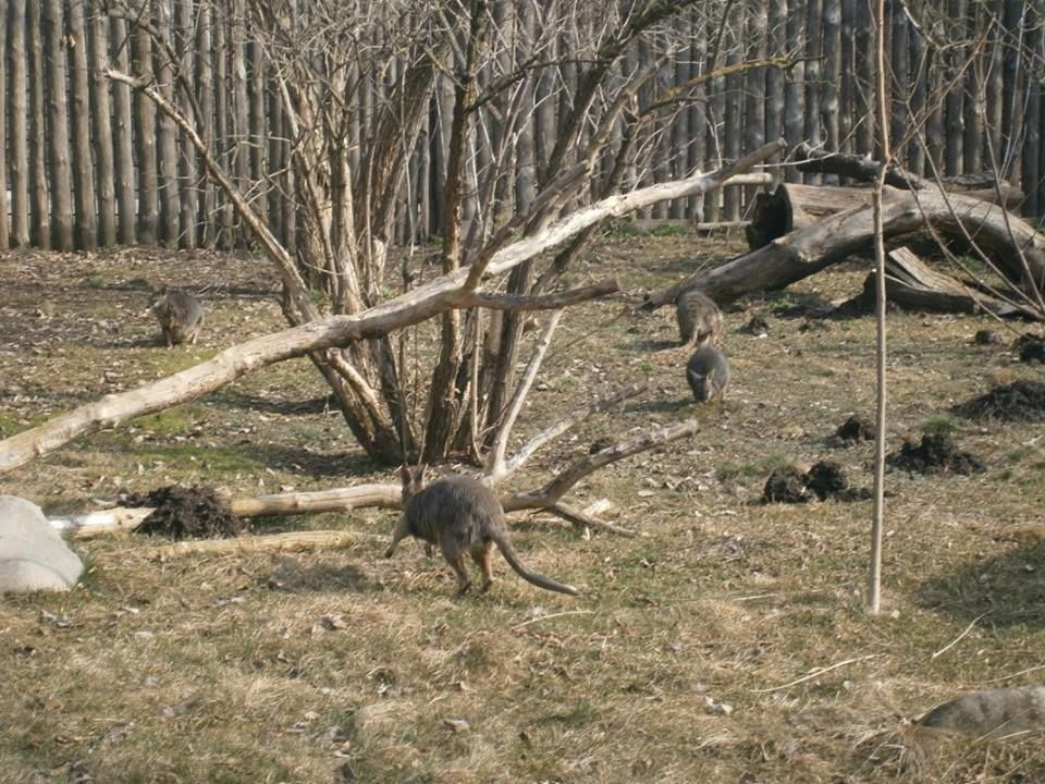 В киевском зоопарке на первую весеннюю прогулку вышли носорог и жираф