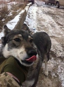 Собаки-"каратели" в батальоне "Айдар": фоторепортаж с передовой