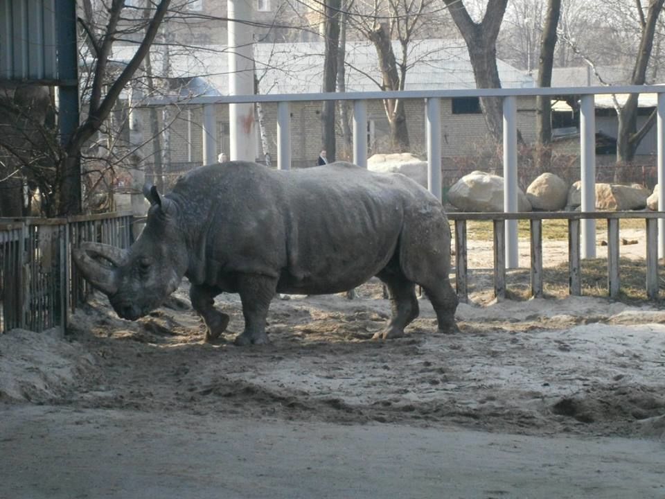 В киевском зоопарке на первую весеннюю прогулку вышли носорог и жираф