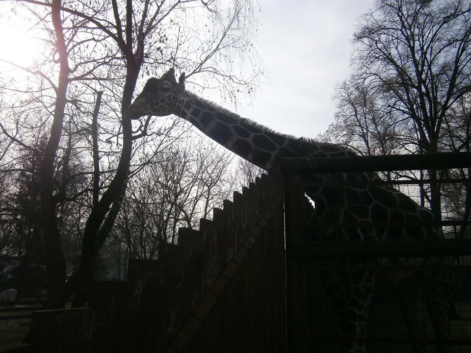 В киевском зоопарке на первую весеннюю прогулку вышли носорог и жираф