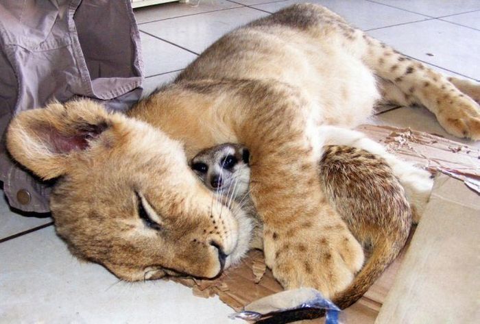 Всемирный день сна: снимки милых спящих животных