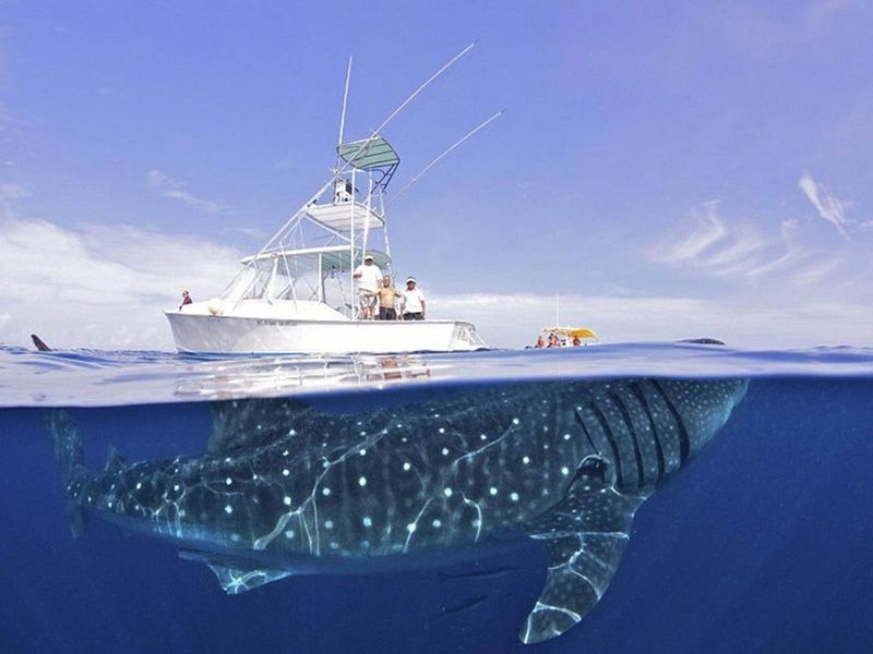 10 самых незабываемых полуподводных фото