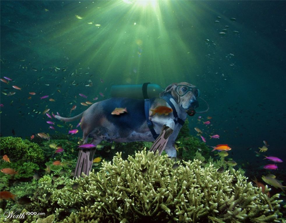 Подводные приключения с собаками-дайверами