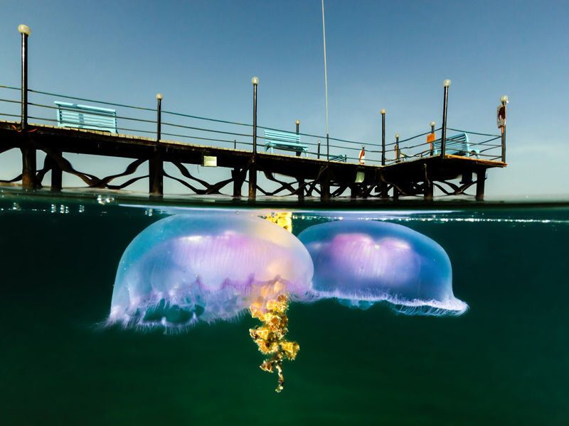 10 самых незабываемых полуподводных фото