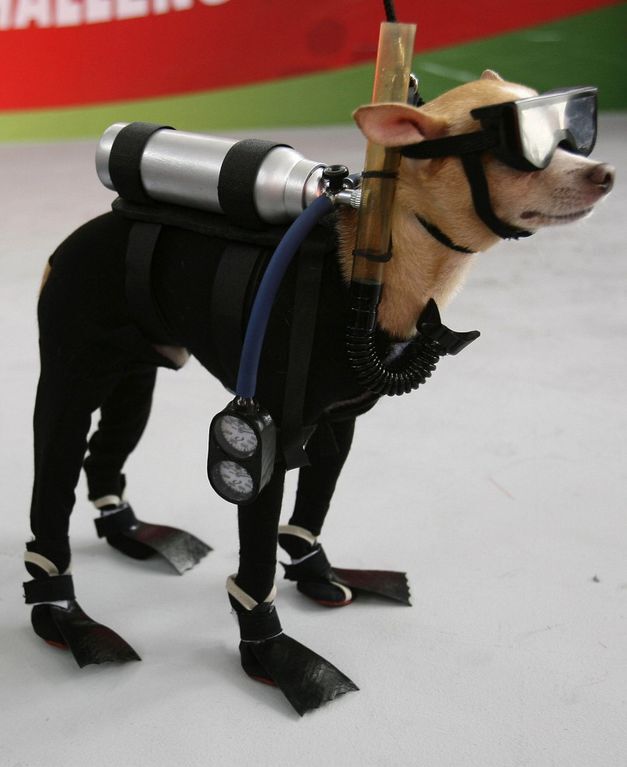 Подводные приключения с собаками-дайверами