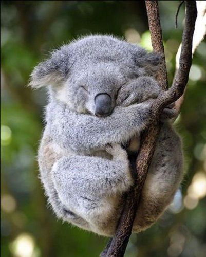 Всемирный день сна: снимки милых спящих животных