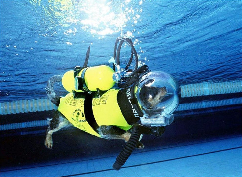 Четвероногие ныряльщики: подводные приключения с собаками-дайверами