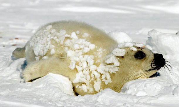 День белька: самые яркие фото из жизни детенышей тюленей