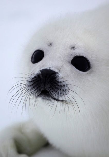 День белька: самые яркие фото из жизни детенышей тюленей