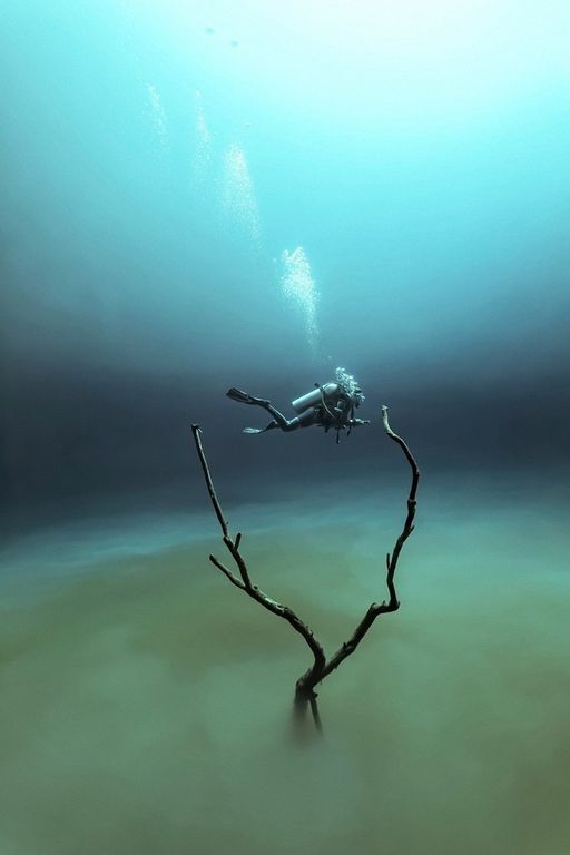 Объявлени победители премии "Подводный фотограф 2015 года"