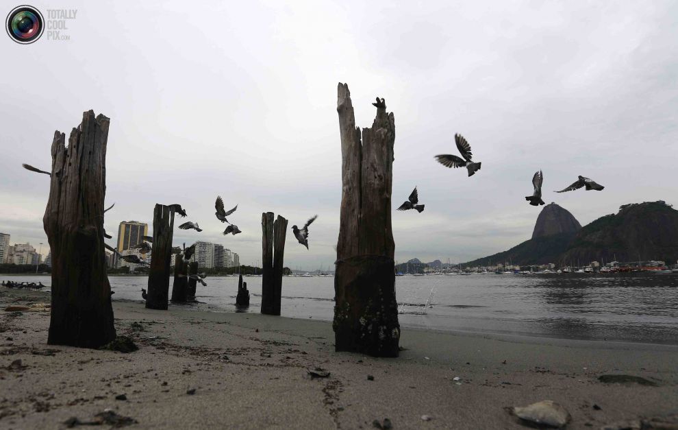 Экология в опасности: подготовка Рио-де-Жанейро к Олимпийским играм 2016 года