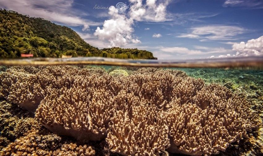 Подводная фото охота: удивительный и красочный мир коралловых рифов