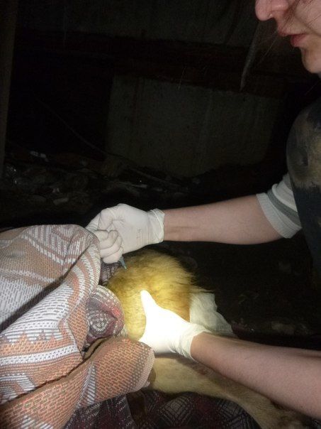 В Киеве спасли собаку, попавшую под поезд: возле нее сидел "охранник"