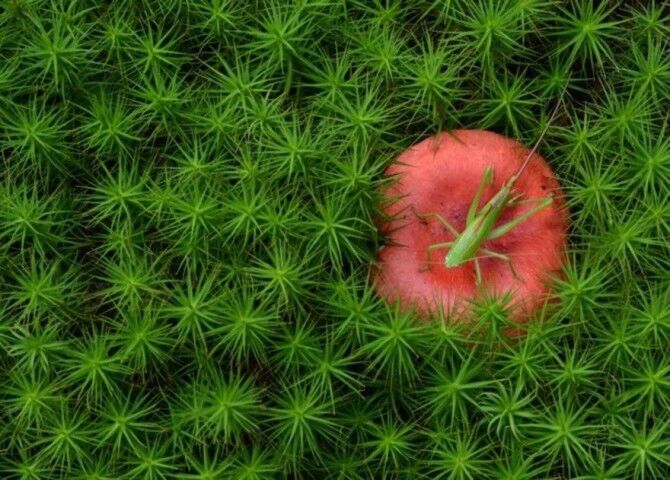 Гениальные фотографии от National Geographic