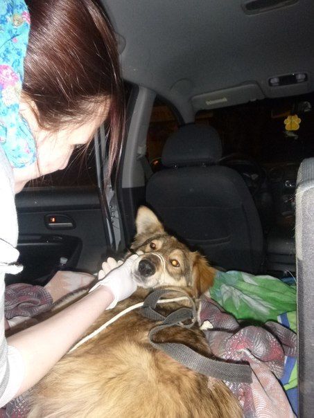 В Киеве спасли собаку, попавшую под поезд: возле нее сидел "охранник"