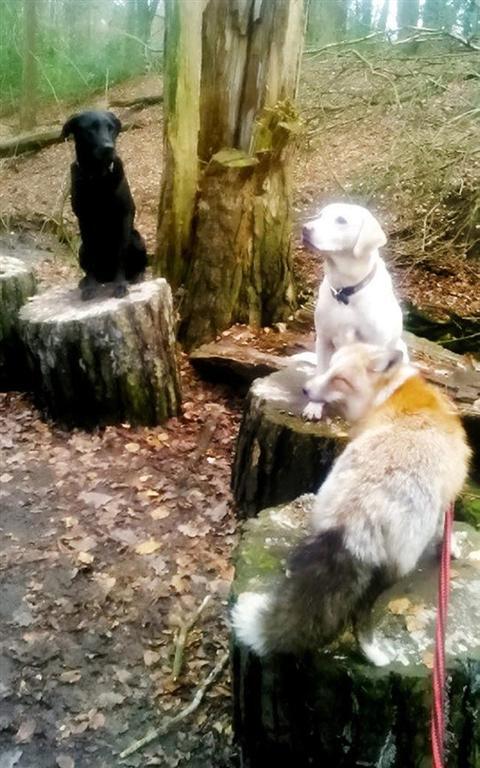 Тодд - ручная лиса, которая думает, что она собака