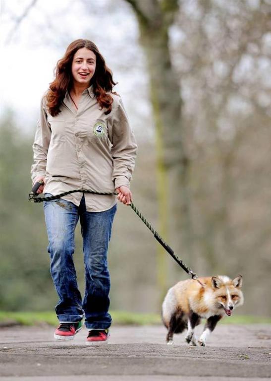 Тодд - ручная лиса, которая думает, что она собака