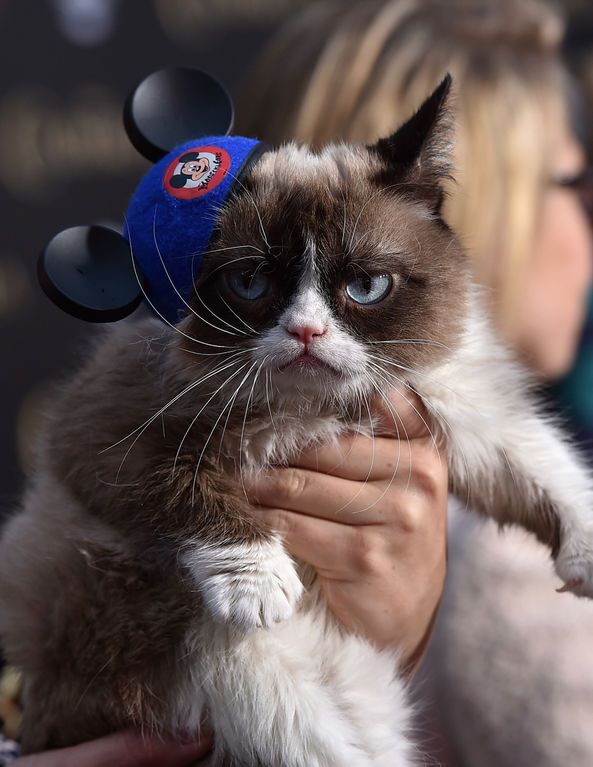 Самый угрюмый кот в мире посетил диснеевскую премьеру фильма "Золушка": смешные фото