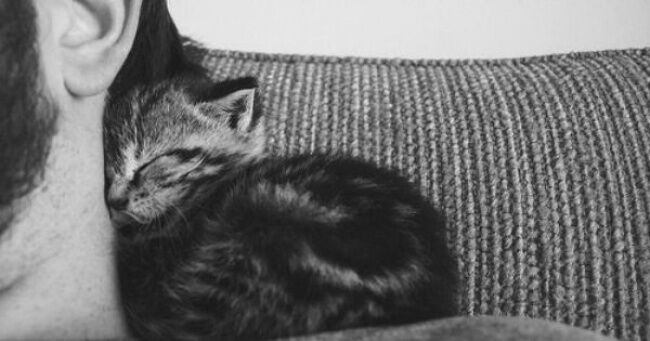 22 причины, почему люди никогда не перестанут любить котиков