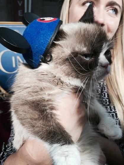 Самый угрюмый кот в мире посетил диснеевскую премьеру фильма "Золушка": смешные фото