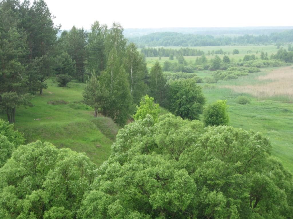 Потрясающие украинские леса, в которых стоит побывать весной