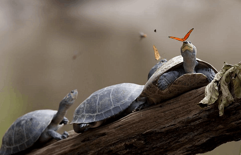 Удивительное зрелище! Бабочки пьют слезы черепах: лучшие фото года