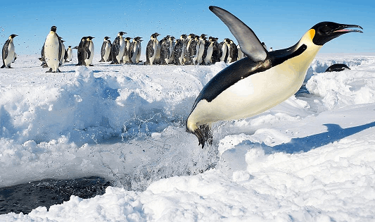 Удивительное зрелище! Бабочки пьют слезы черепах: лучшие фото года