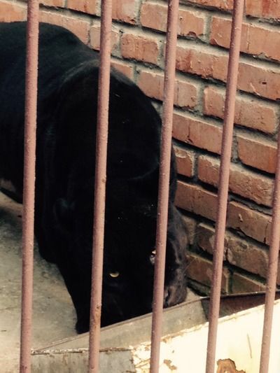 На Харківщині ягуар напав на жінку, вона в реанімації: фото тварини