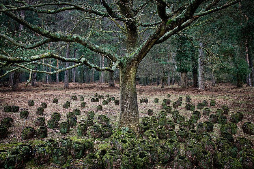 Чарующие лесные пейзажи старой Англии