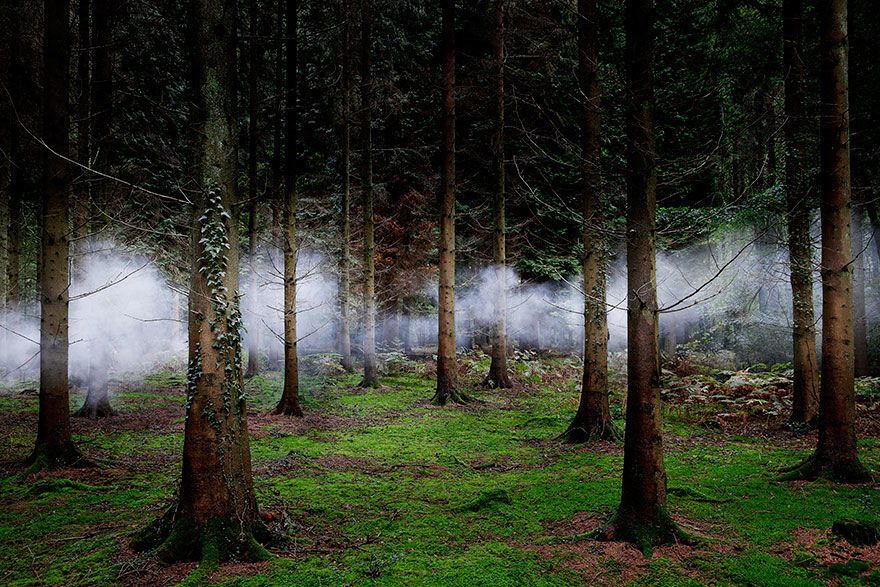 Чарующие лесные пейзажи старой Англии