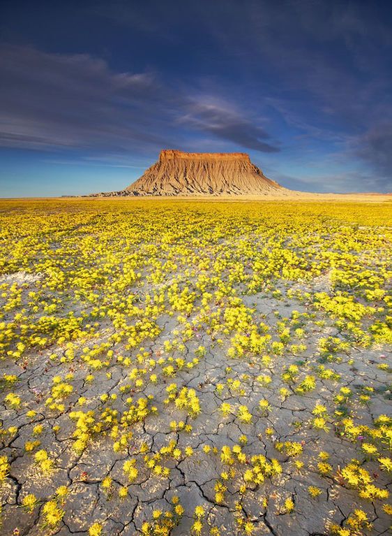 Загадочная цветущая пустыня, раскинувшаяся среди высоких гор