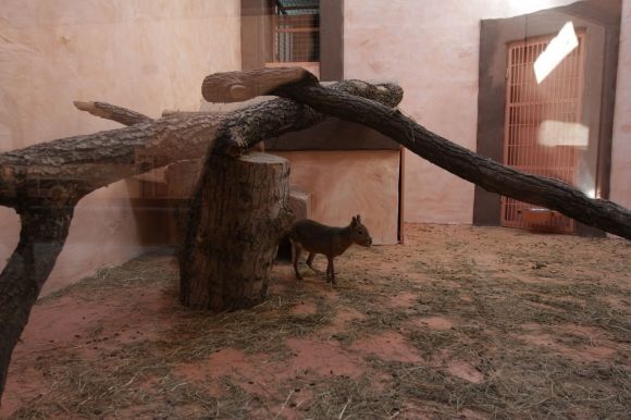 В новом зоопарке под Киевом построили замок Диснея