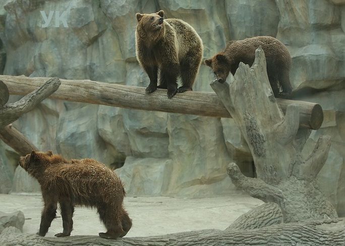 В киевском зоопарке вышла на улицу семья бурых медведей