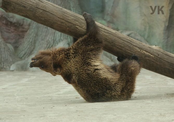 В киевском зоопарке вышла на улицу семья бурых медведей