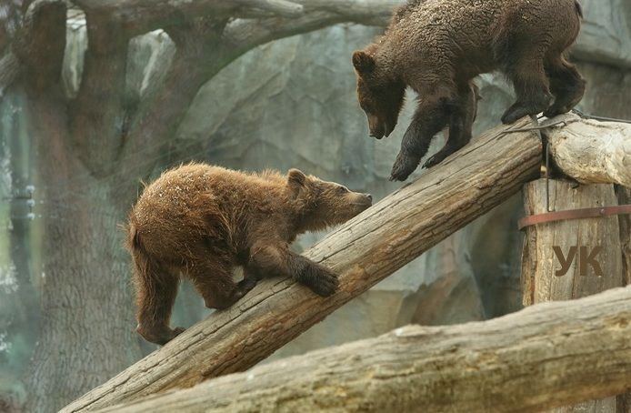 В киевском зоопарке вышла на улицу семья бурых медведей
