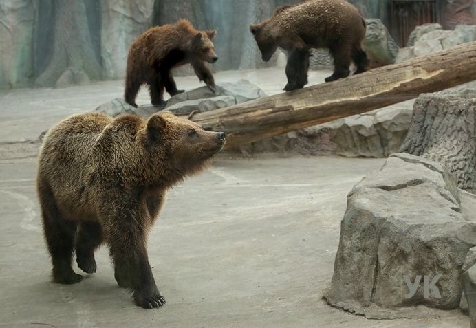 В киевском зоопарке вышла на улицу семья бурых медведей