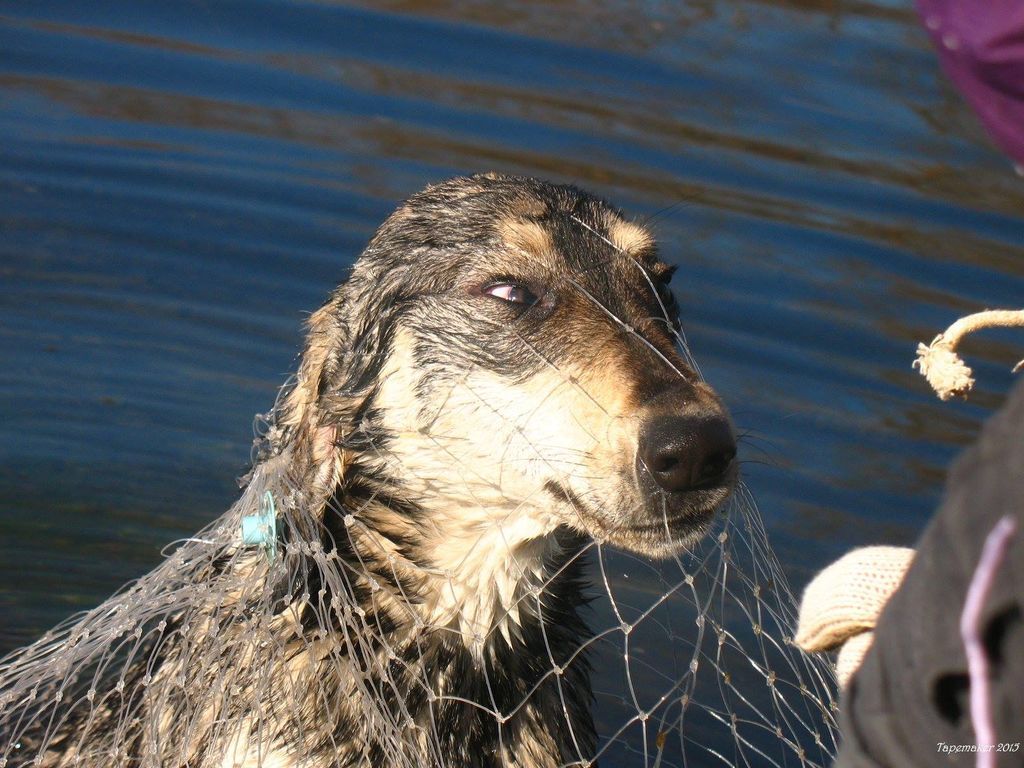 Волонтеры спасли пса-Робинзона с необитаемого острова на Оболони: фоторепортаж