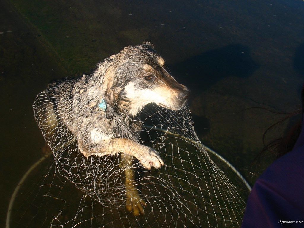 Волонтеры спасли пса-Робинзона с необитаемого острова на Оболони: фоторепортаж