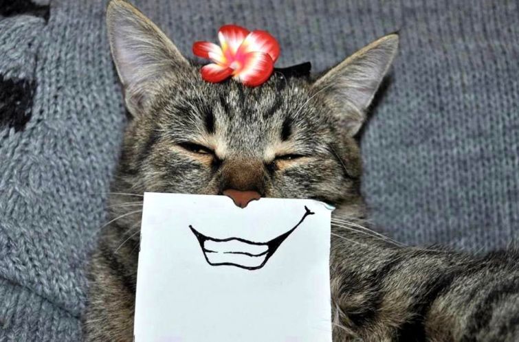 Веселые и реалистичные эмоции кошки, нарисованные на бумаге