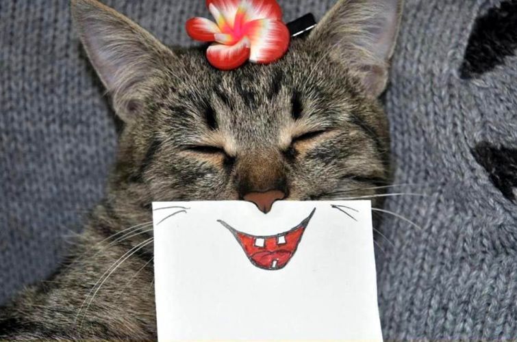 Веселые и реалистичные эмоции кошки, нарисованные на бумаге