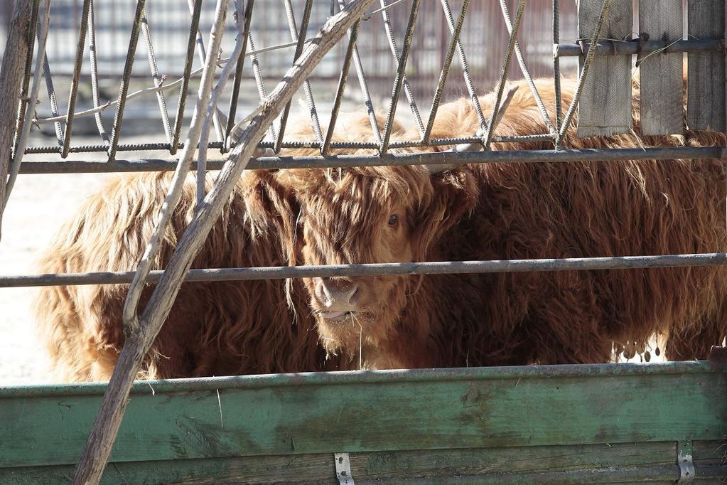 В киевский зоопарк привезли шотландских коров