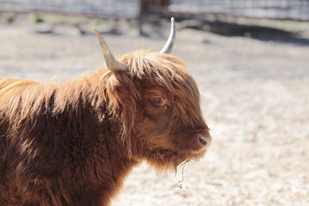 У київський зоопарк привезли шотландських корів