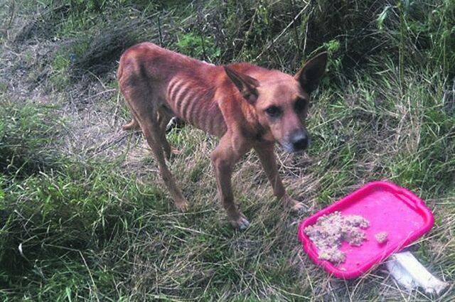 Как выживают брошенные в зоне АТО коты и собаки: голод и инсульты после бомбежек