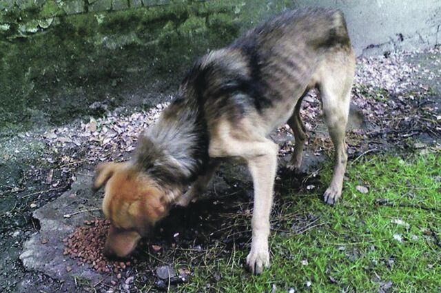 Как выживают брошенные в зоне АТО коты и собаки: голод и инсульты после бомбежек