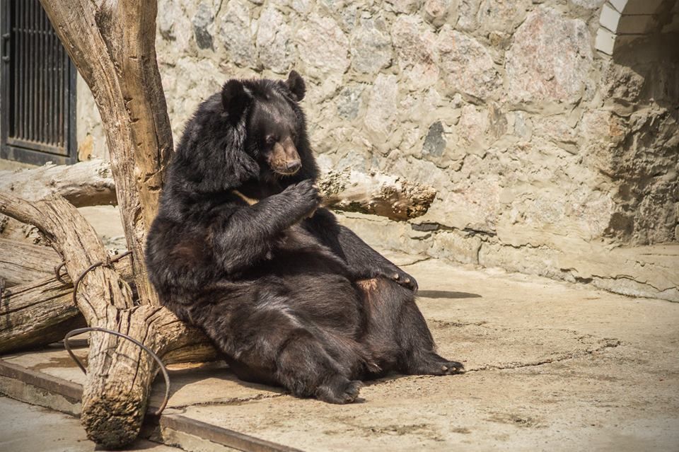 Куда пойти на выходные: топ-5 зоопарков Украины