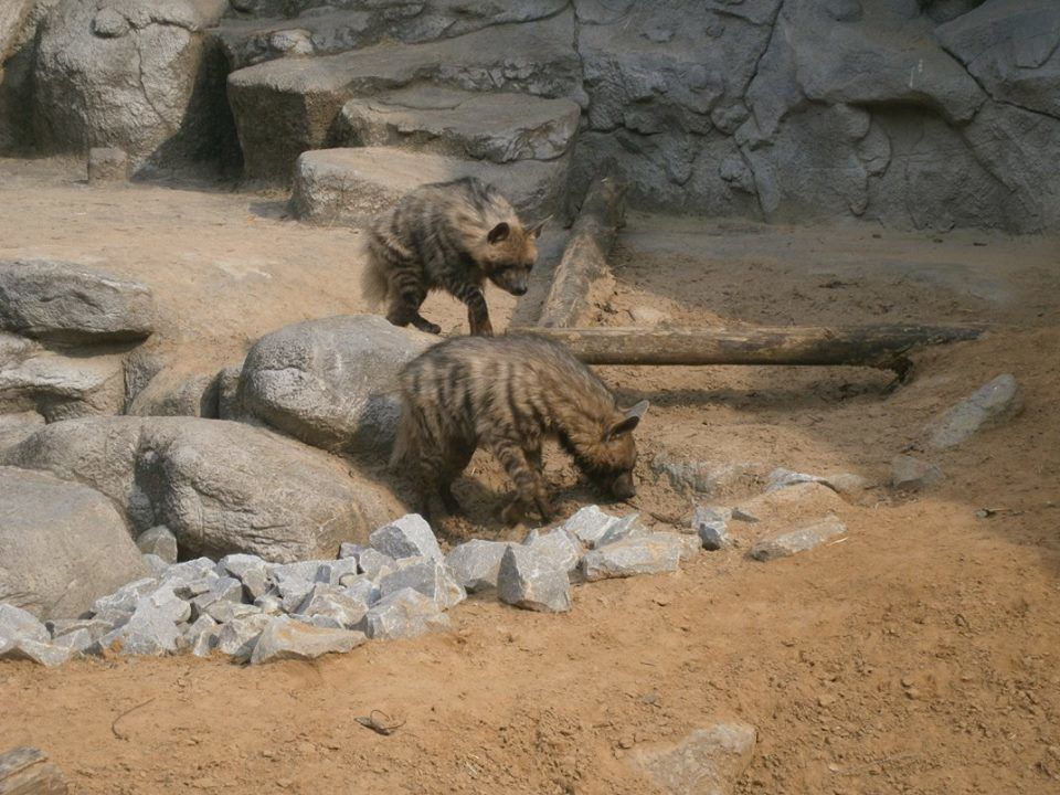 Куда пойти на выходные: топ-5 зоопарков Украины