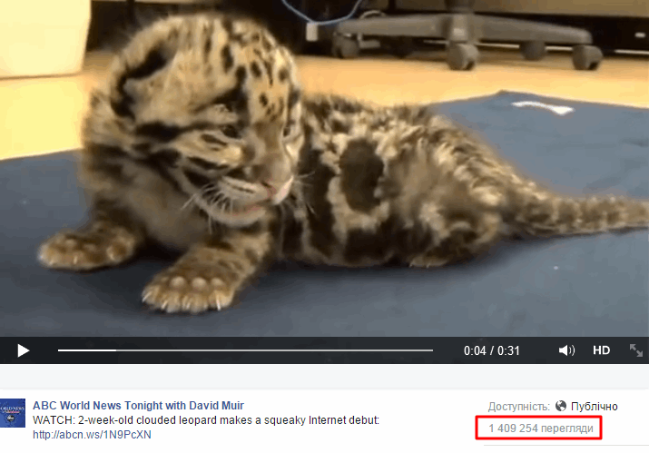 Новорожденный леопард за два дня стал звездой Интернета