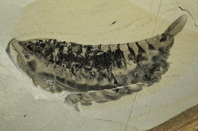 Ученые обнаружили в Канаде гигантскую креветку с усами-руками: фотофакт